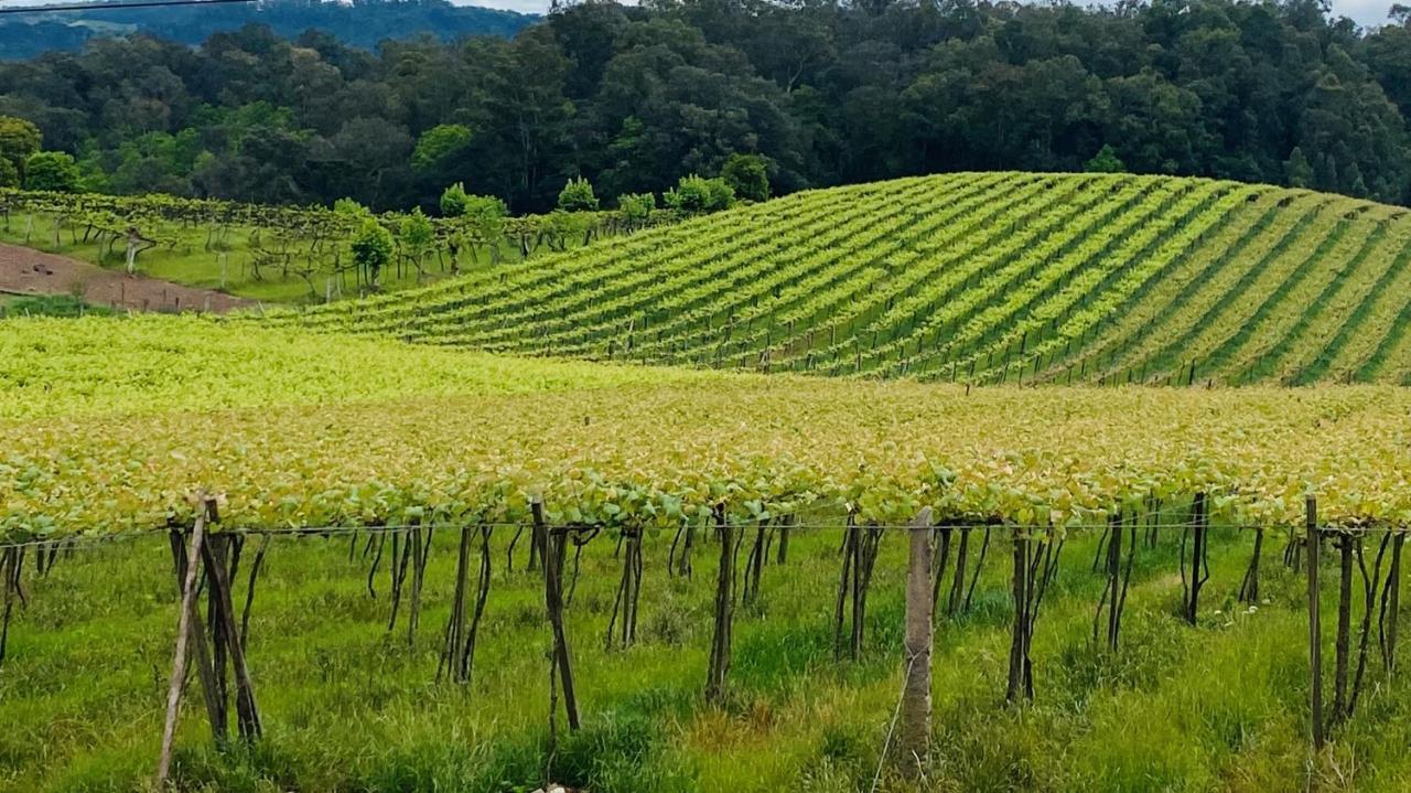 Vista Vigneti Albergo & Vino - Vale Dos Vinhedos Bento Goncalves Bagian luar foto